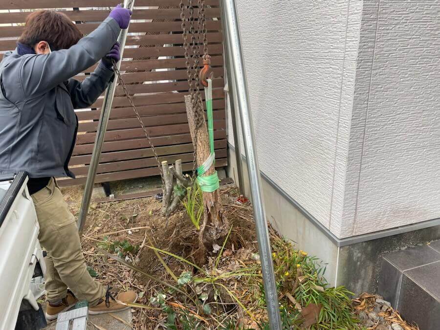 抜根作業