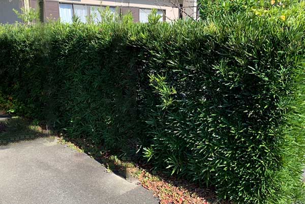 垣根が伸びて隣家に進入してしまった
