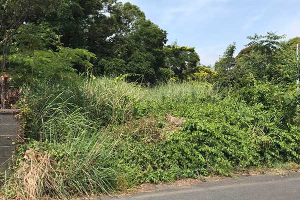 草が生え放題になっている