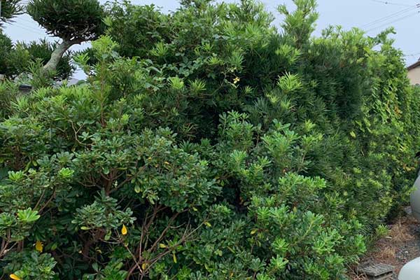 虫が発生しやすくなっている